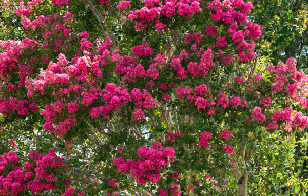 Colorful crepe myrtle blooms