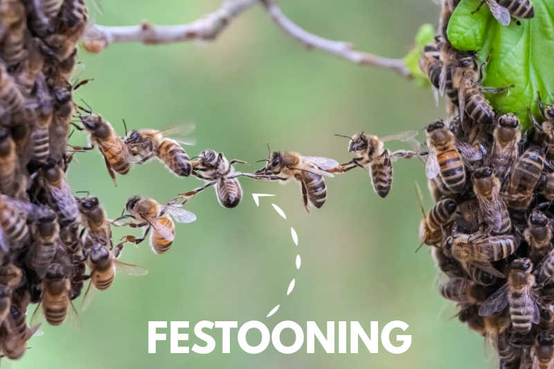Bees forming a link chain by holding onto each others legs