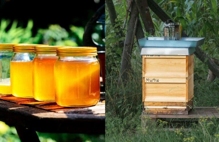 Flow Hive Vs Langstroth Hive – What’s The Difference?