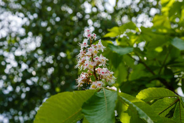 Horse chestnut flowers