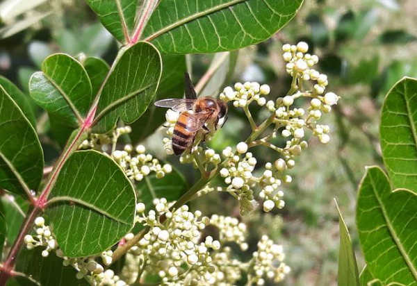 A bee collecting pollen on a bee bee tree