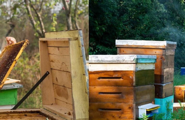 Layens Vs Langstroth Hive – What’s The Difference?