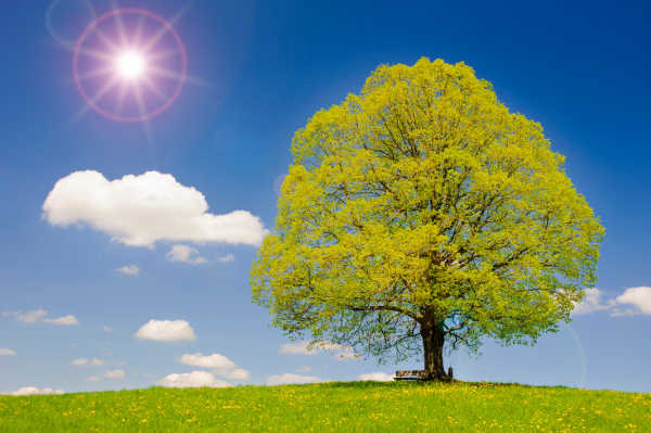 A linden tree in a meadow on a sunny day 