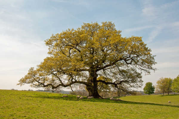A huge old oak tree on a farm