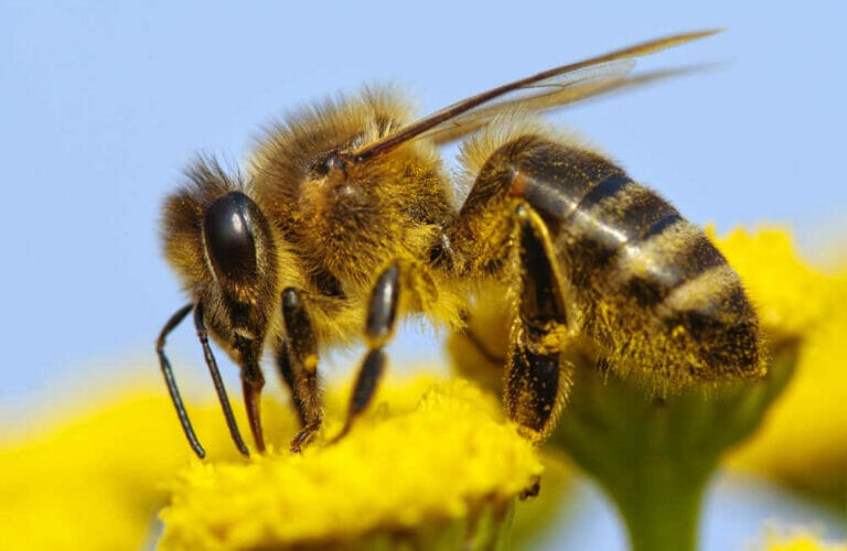 What Are Russian Bees? A Complete Guide