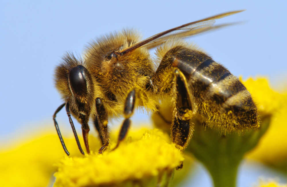 What Are Russian Bees? A Complete Guide Bee Professor