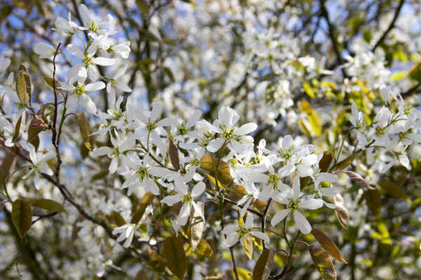 White flowers growing on a serviceberry tree