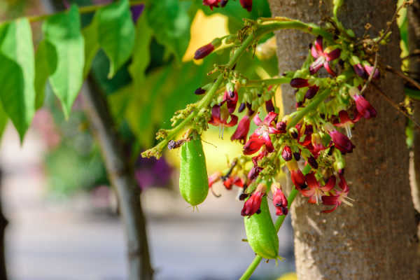 Picture of sourwood tree flowers