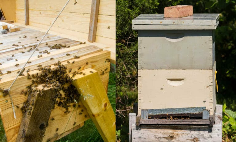 Top Bar Vs Langstroth Hive – What’s The Difference?