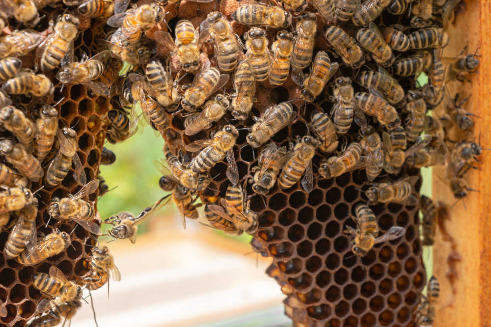A group of bees festooning on a frame
