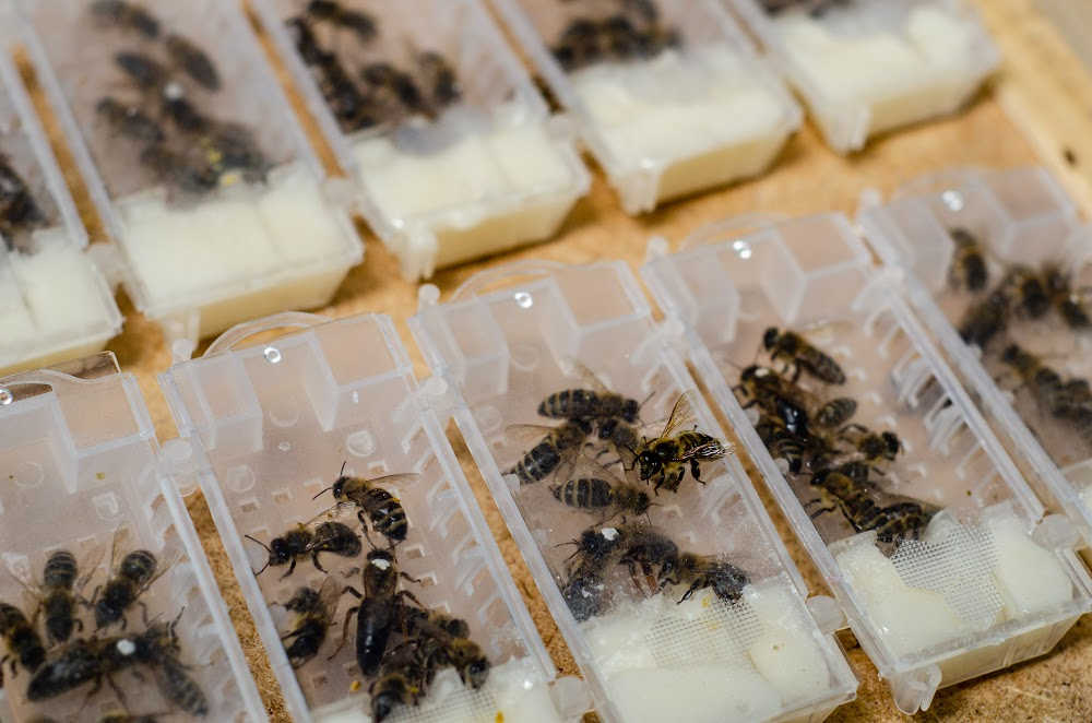 Causcasian hone bees with with queen bees in cages