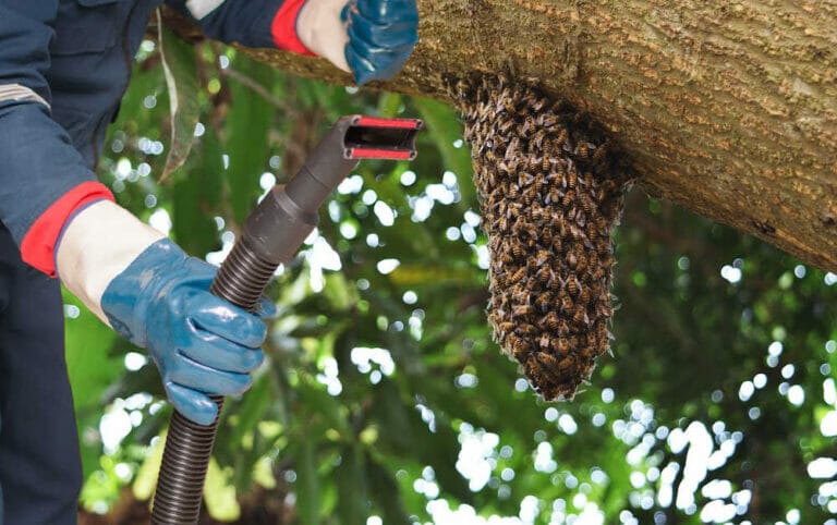What Is A Bee Vacuum? The Essential Guide