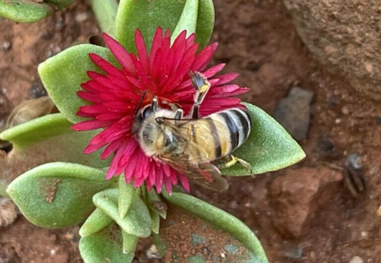 What Are Africanized Bees? Get The Facts