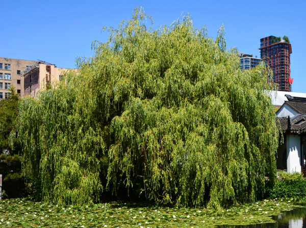 A large willow tree growing next to a large water source
