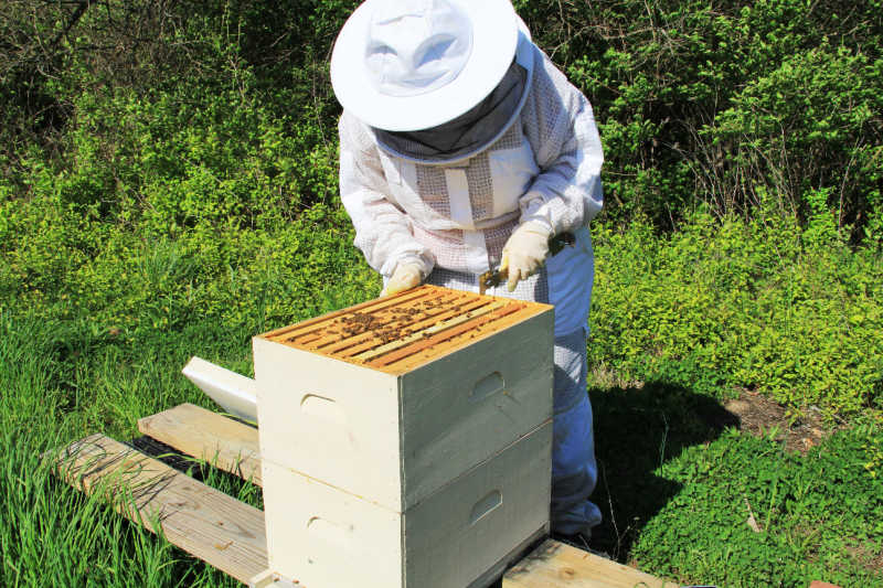 Beekeeper working on frames in a Langstroth hive.