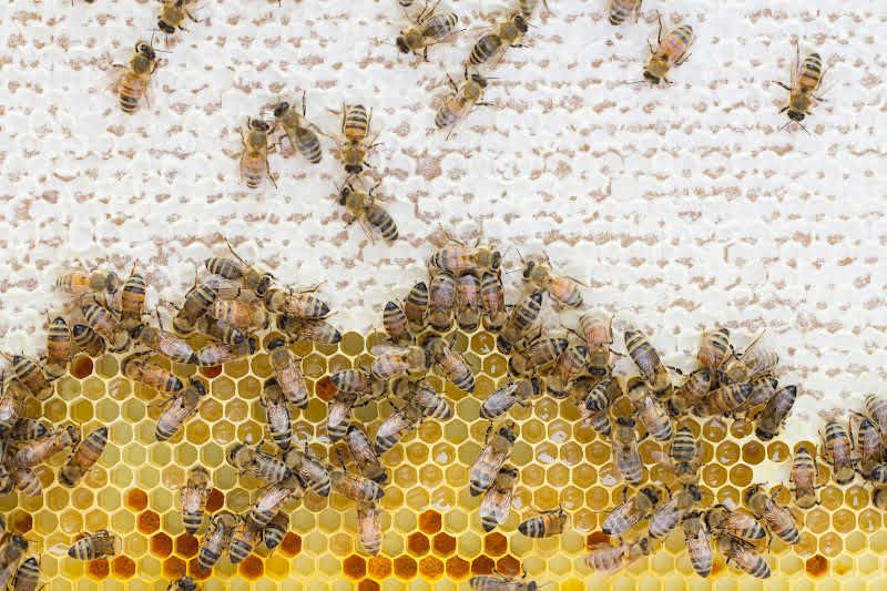 Aerial shot of bees on a hive frame.