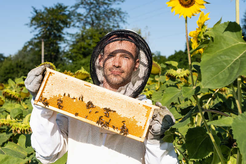 Beekeeper holding a frame of honeycomb in a field of sunflowers