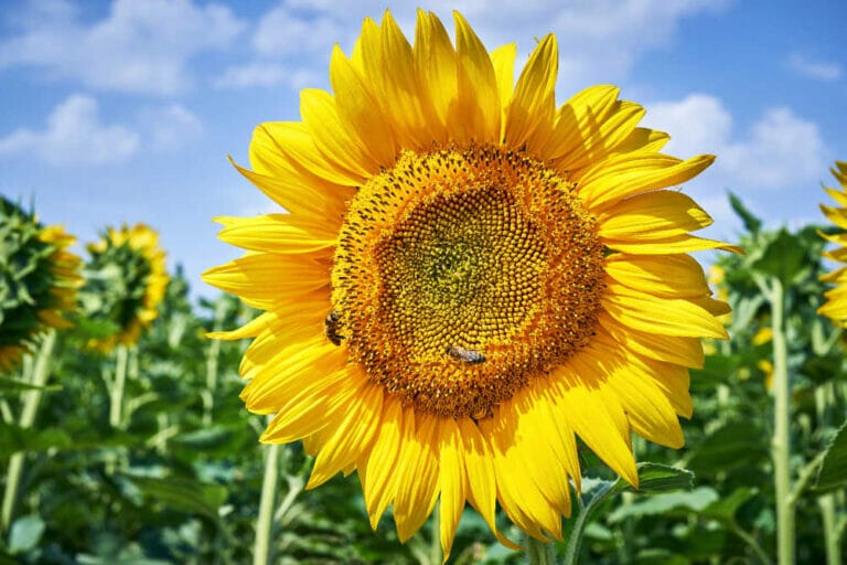 18 Best Sunflowers For Honey Bees