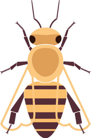 Illustration of Carniolan bee