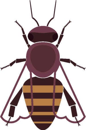 Illustration of Caucasian bee