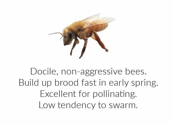 Infographic showing the strengths of a Cordovan bee.