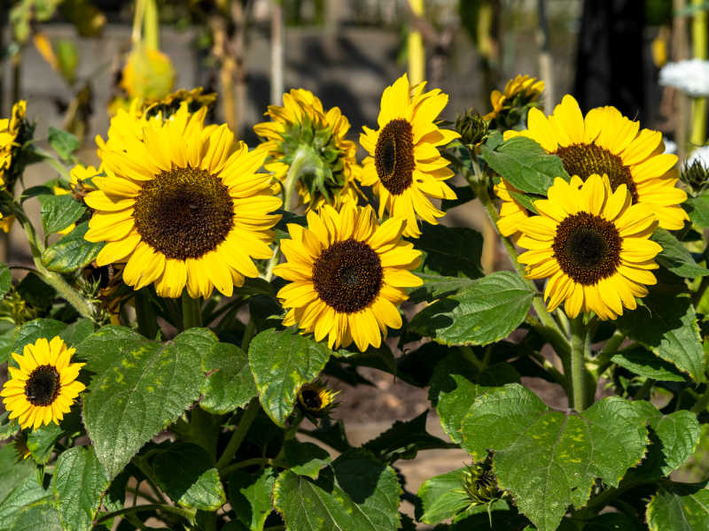 A row of dwarf yellow sunflowers