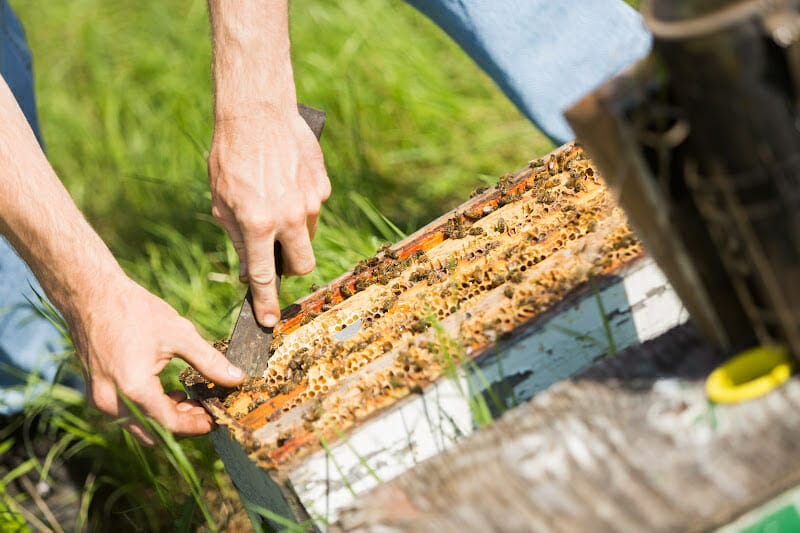 A beekeeper cleaning comb off frames with a hive tool