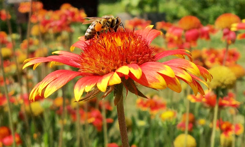 A honey bee collecting pollen and nectar from a bright-colored flower.