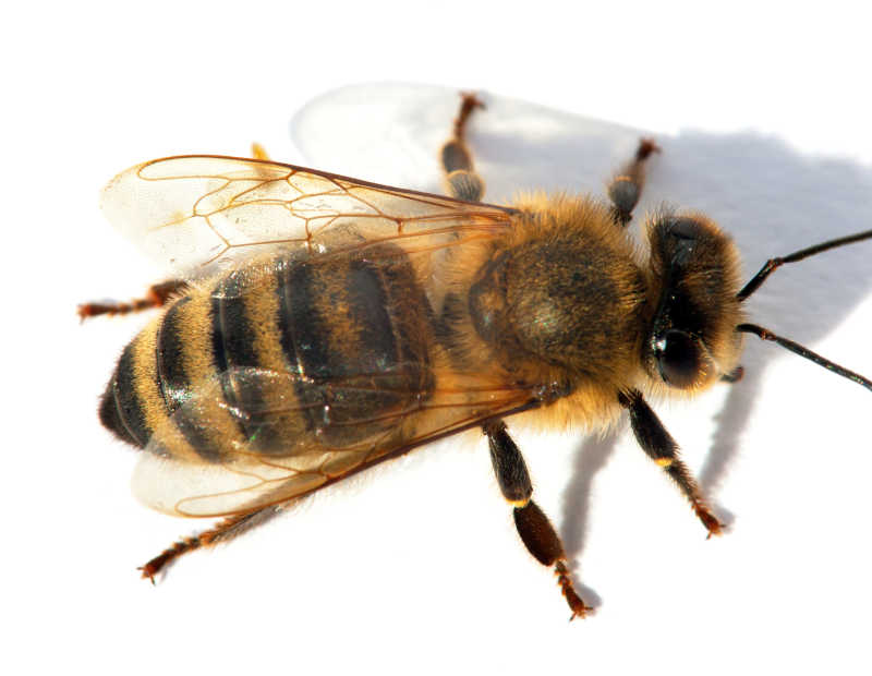 Top down, closeup of honey bee on white background