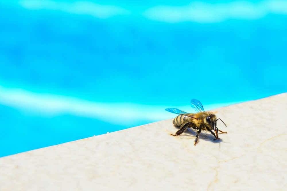 A honey bee next to a swimming pool
