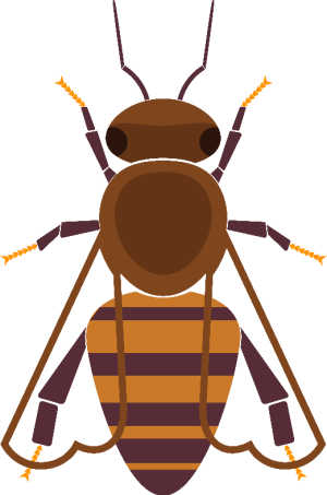 Illustration of Italian honey bee