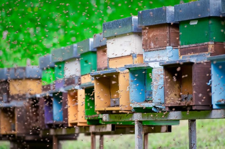 A line of beehives with Italian bees flying through the air
