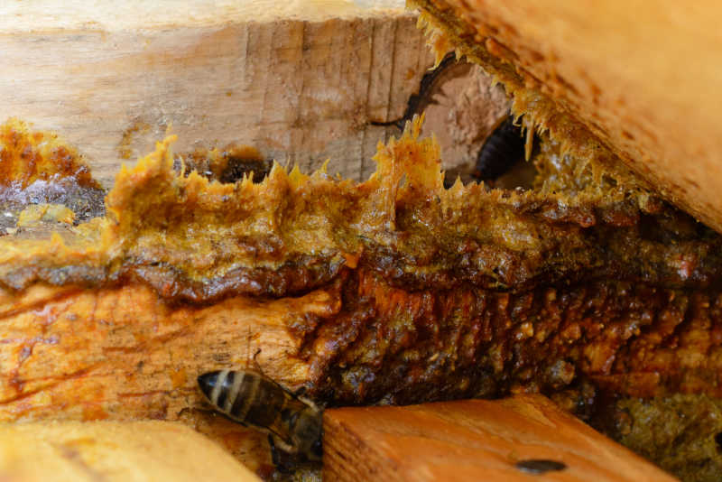 Closeup of propolis on a beehive.