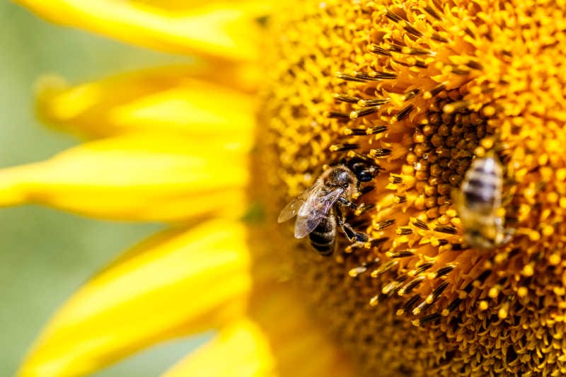 Closeup of honey bees on the center of a sunflower