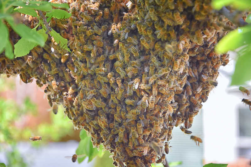 A swarm of Carniolan bees.
