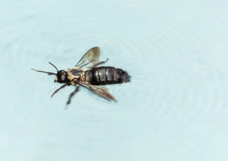 A Carpenter bee swimming in the water