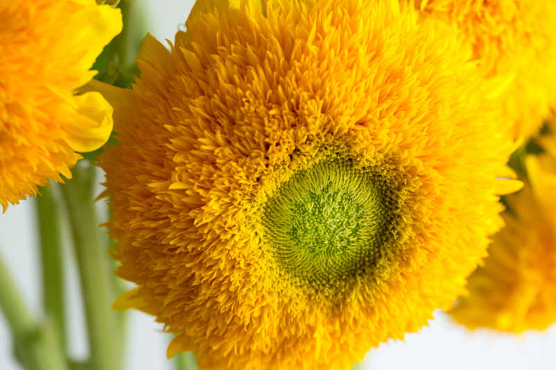 Macro shot of Teddy Bear sunflower