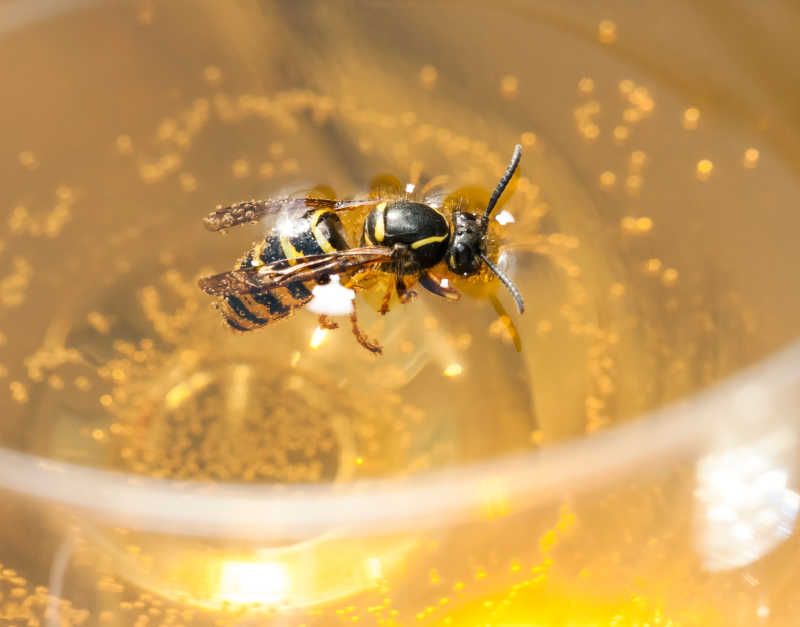 A wasp in a glass of wine
