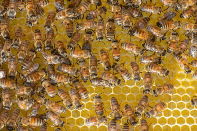 What Are Carniolan Bees? A Beekeeper’s Guide