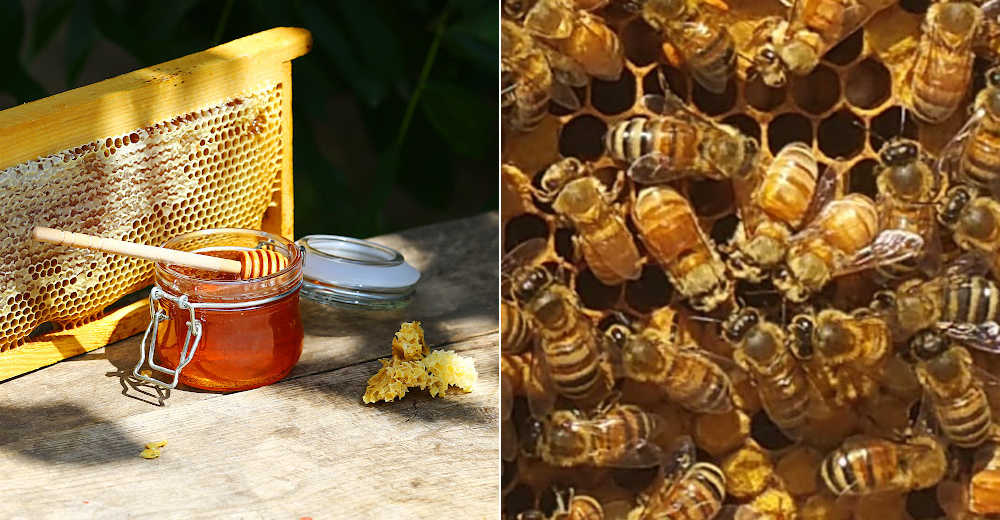 Cordovan bees on a frame next to honeycomb