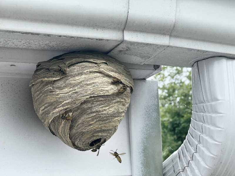 The papery nest of a yellow jacket colony attached to a house