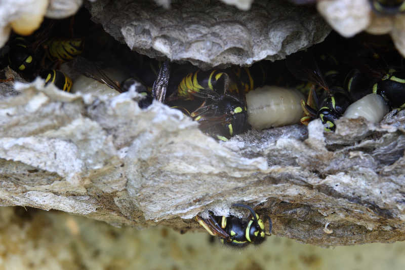 Closeup of a yellow jacket nest in a small cavity