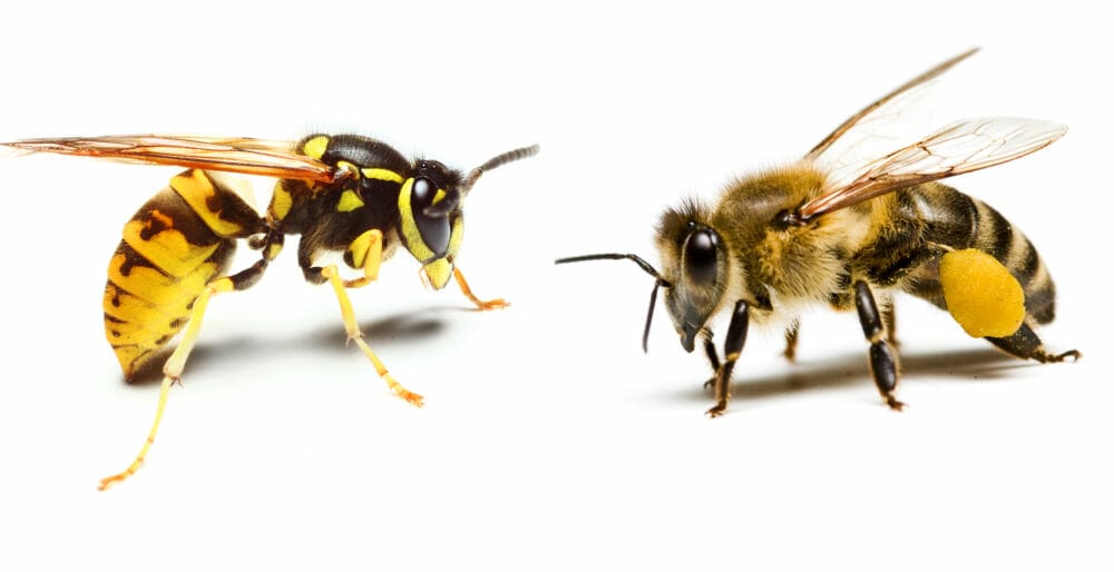 A yellow jacket and honey bee isolated on a white background
