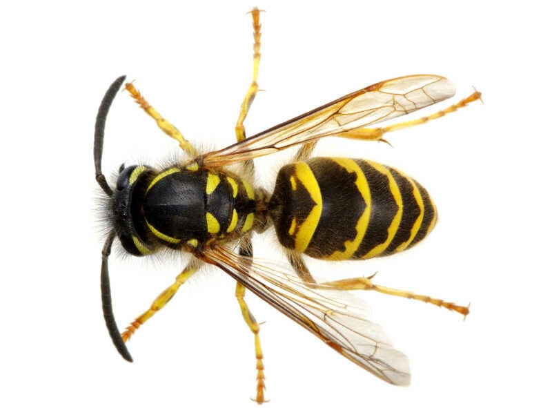 Top down, closeup of a yellow jacket on white background