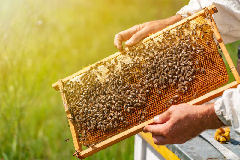 holding a frame packed with bees hard at work