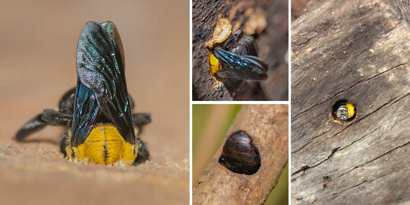 A collage of carpenter bees making nests