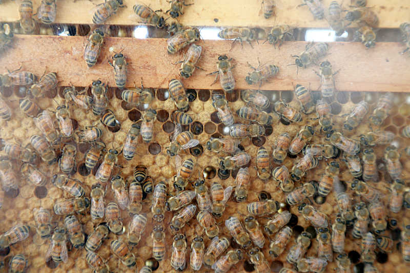 Cluster of honey bees on a frame