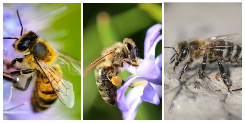 A collage of different honey bees in nature