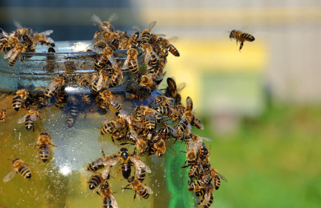 Bees feeding on a jar of honey
