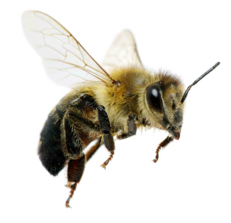Closeup of the honey bee